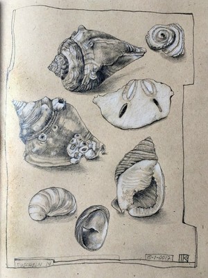 Shells