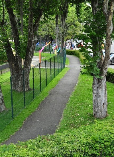 Platanus and lawn