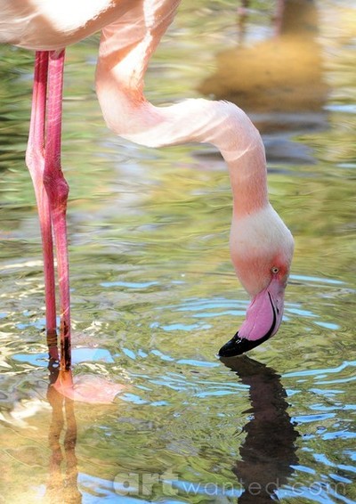 the flamingo's mirror