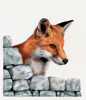 Untitled Fox