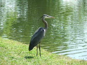 Brenda Edwards Portfolio