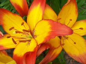 Fire Orange & Yellow Lily