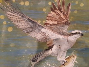 falcon fishing