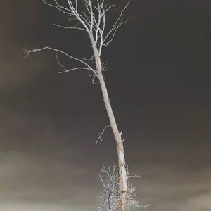 dead tree photography
