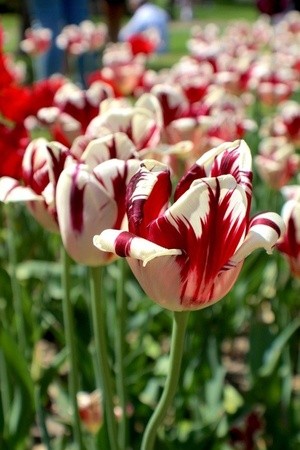 Tulip Time