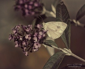 Cabbage White P0649