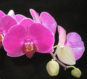 Orchids