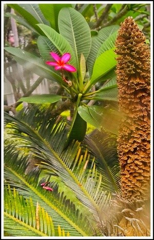post-rain flower