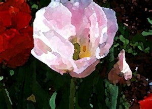 Digital Painting,Tulips