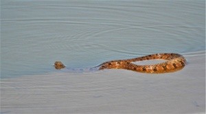 Plain-bellied Water Snake