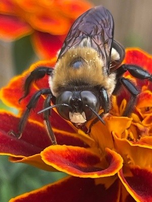 Another Hungry Bee