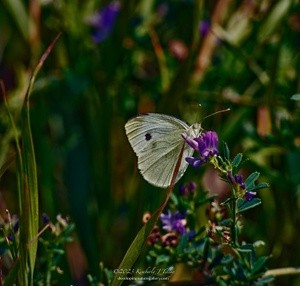 Cabbage White P0133