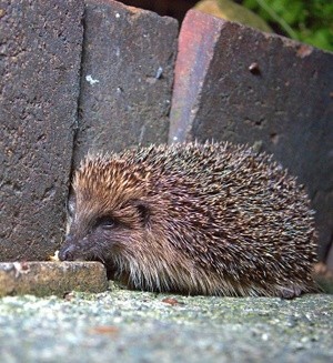 Last Nights Visitor.