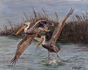 Pelicans