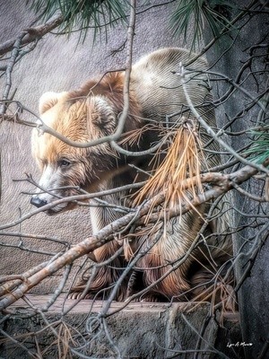 Grizzley In the Trees