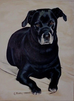 Bear