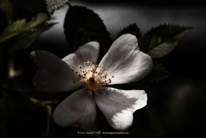White Rose P0071