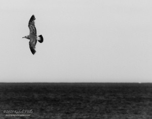 Great black-backed gull P3310