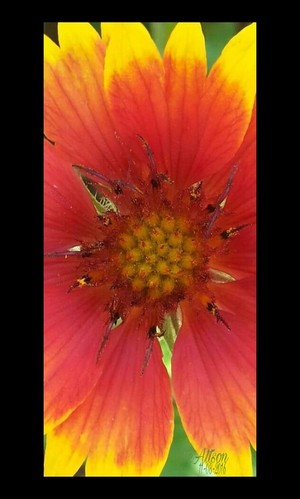 Center of a flower in my garden