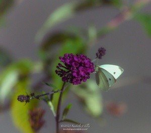 Cabbage White P4924