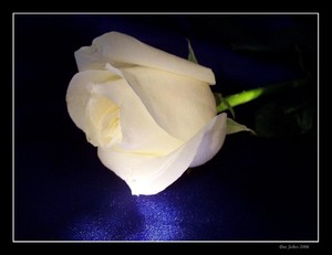 DEE JOBES PHOTOGRAPHY Portfolio