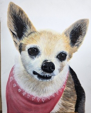 Honey, the chihuahua