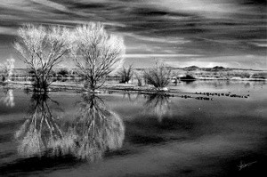 Reflections at the Bosque