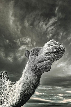 Camel in the storm