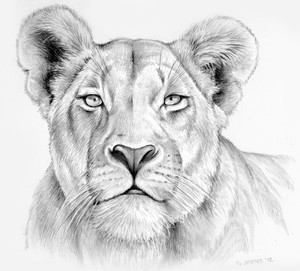 Lioness in Pencil