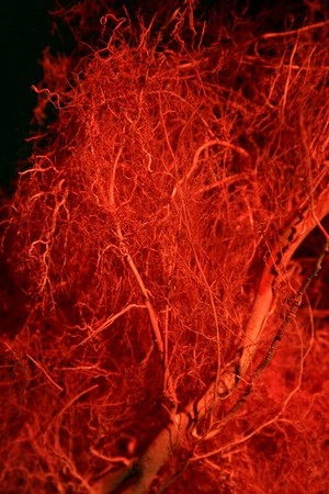 Veins I