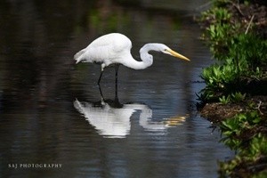 Great Egret