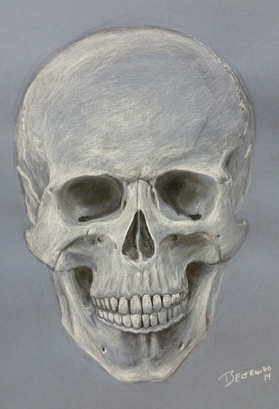 Skull