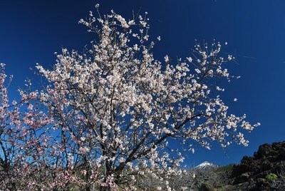 Almondtrees in bloom