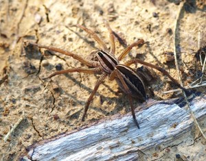 Wolf Spider 017