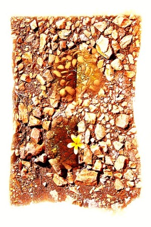 Ropati Leaso-Cobb Portfolio