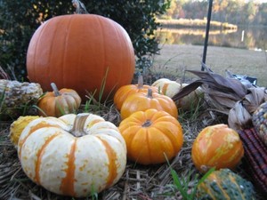 Pumpkin Patch