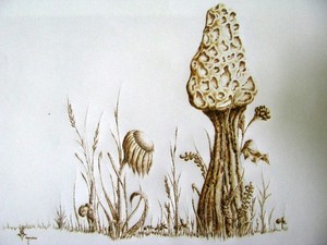 Morel and Sad Daisy