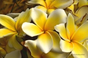 Yellow Plumeria