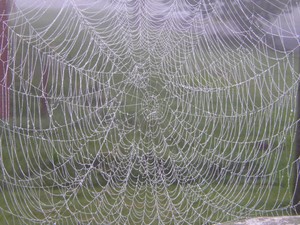 Arachnology