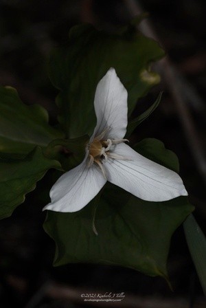 Trillium P3778