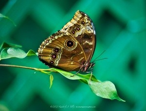 Blue Morpho Butterfly P0108