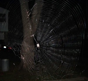 Caught in the Spiders Web
