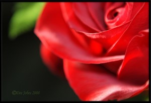 DEE JOBES PHOTOGRAPHY Portfolio