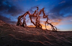 Death Valley creature