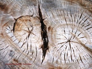 Brenda Edwards Portfolio