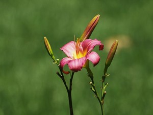 Lola Grieco Portfolio