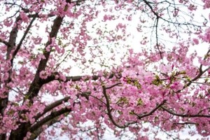 Cherry Blossoms