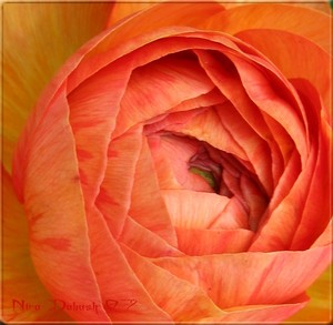 Nira Dabush Portfolio