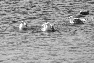 Herring Gulls P0183