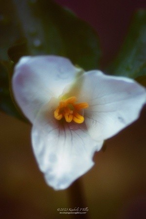 Trillium P6183